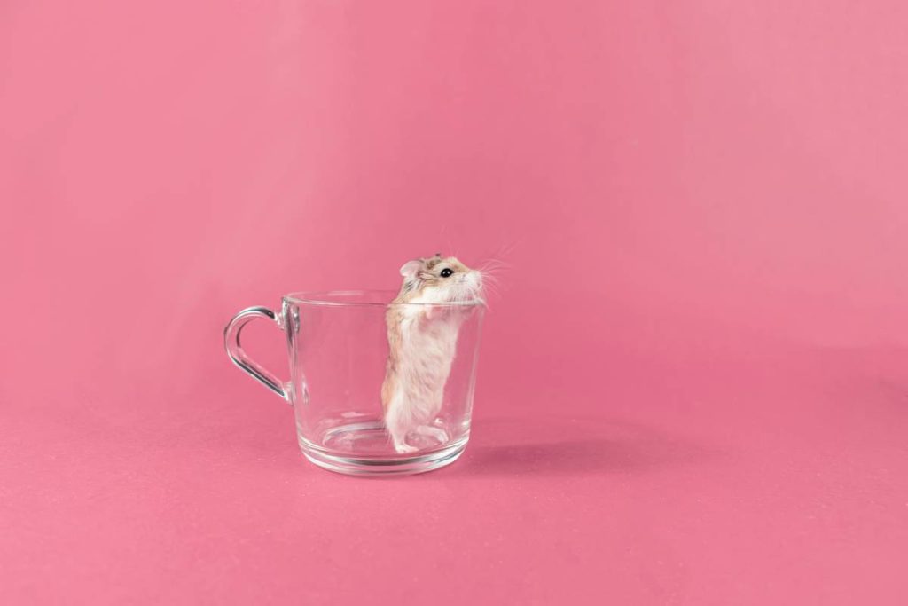 glass toy toughness analysis: Why Your Pet’s "Unbreakable" Plaything Might Shatter Tomorrow