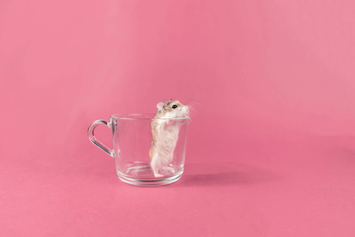 glass toy toughness analysis: Why Your Pet’s "Unbreakable" Plaything Might Shatter Tomorrow